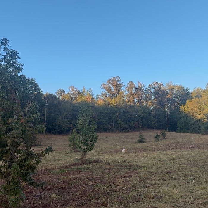Bushhog/mulching