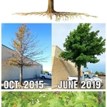 Saving trees