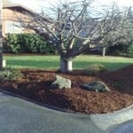 YARD RENOVATION AFTERS