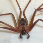 Brown Recluse