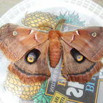 MOTH