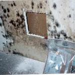 With Black Mold