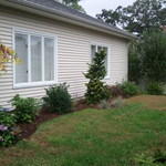 Shrubs