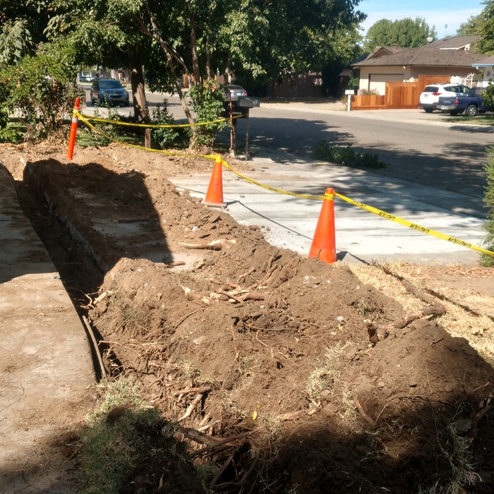 Dug the trench with massive tree roots!