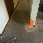 What's in your carpet?