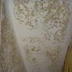 Mold Remediation Before