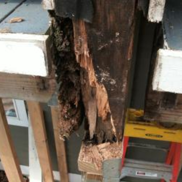 More rot