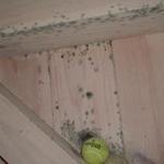 The Mold
