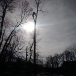 Tree removal