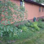Mulch Project
