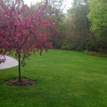 Spring lawn
