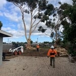 Eucalyptus Trees