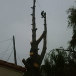Pine tree in Coronado
