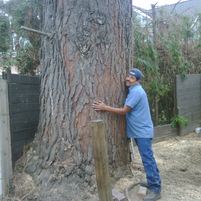 WE LOVE TREES