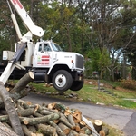 Crane Tree removal