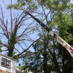 Tree dead removal in back yard