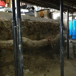 Tree root that cause basement wall failure