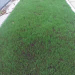 Newly-seeded parkway.