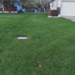 Customer's yard after one season