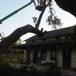 Trees over house, we found it to be hollow.