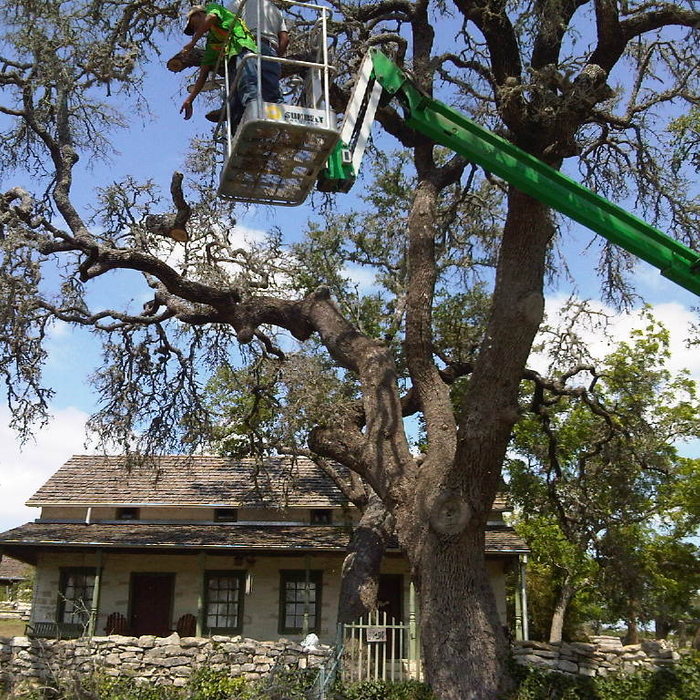 Using 50' lift to cut 150 year old trees over ro