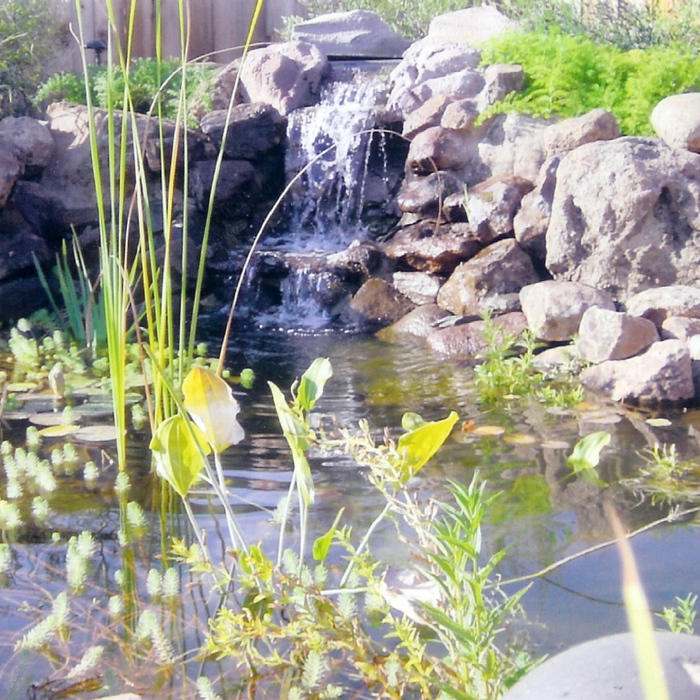 Custom Koi Pond