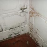 Mold removed and treated