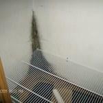 Lack of insulation caused mold