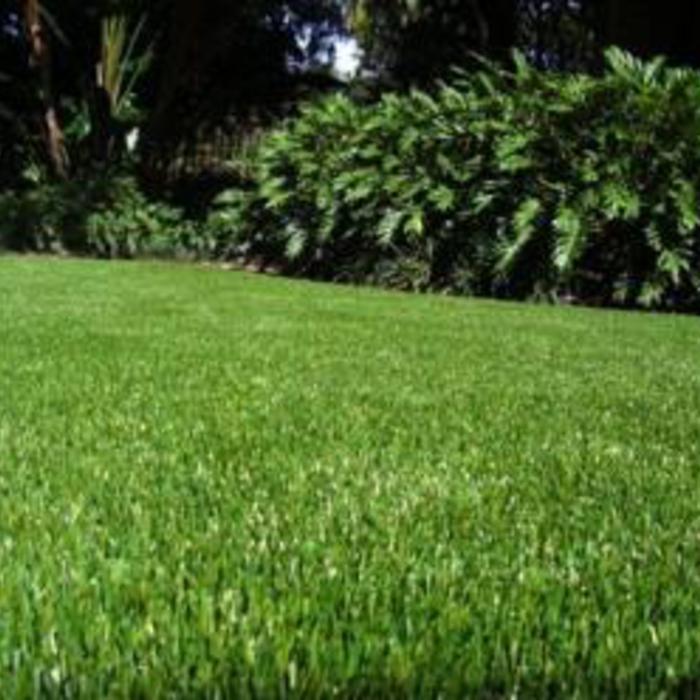 Looks like a lush lawn!