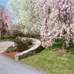 Weeping Cherries