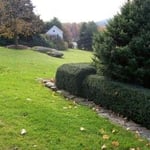Formal boxwood hedge
