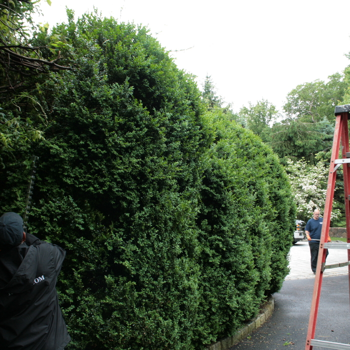 Shrub Trimming by our professional team