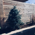 Wood Fence