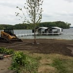 New maple in place of Minnetonka Cottonwood