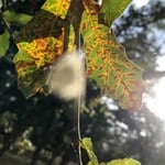 Leaves Affected by Oak Wilt