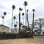 Palm Tree Trimmings