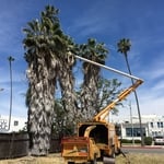 Palm Tree Trimmings