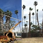 Palm Tree Trimmings