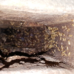 Formosan Beding a Maintal in the Fire Place in Bak