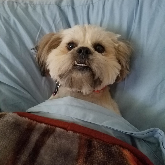 My Buddy