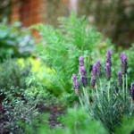 Herb Garden