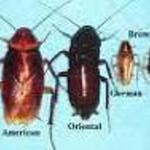 Roaches