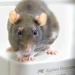 Rat