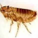 Fleas
