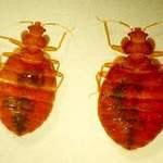 Bedbugs