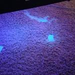 Pet Urine and Odor Removal 2