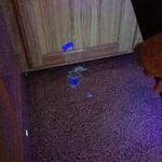 Pet Urine and Odor Rmoval