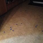 Pet Urine and Odor Removal