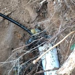 drain clean roots