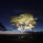 Tree - Landscape Lighting